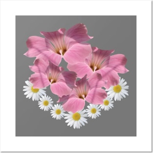 daisies pink blossoms blooms flower daisy Posters and Art